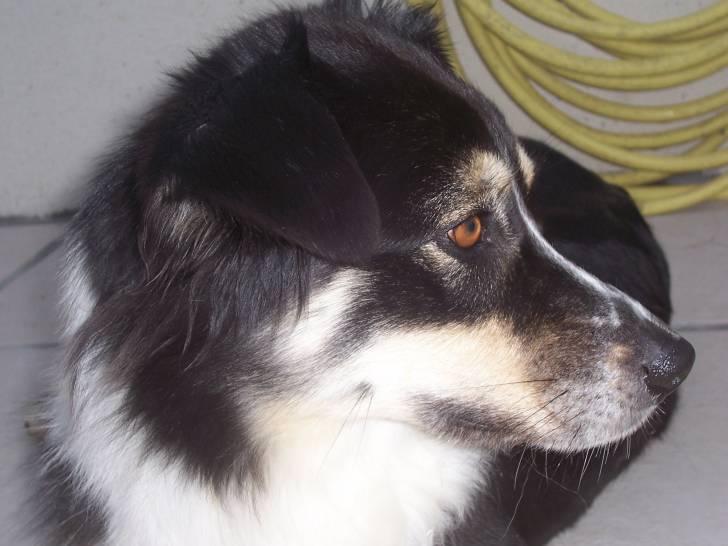 caly - Berger Australien (4 ans)