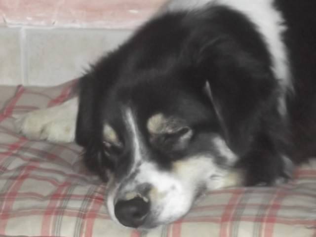 Caly - Berger Australien (4 ans)