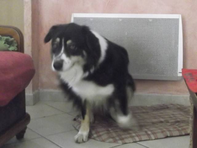 Caly - Berger Australien (4 ans)