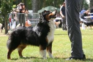 Princesse - Berger Australien (3 ans)