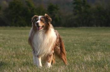 Matelot (Père de tous les chiots) - Berger Australien Mâle (2 ans)
