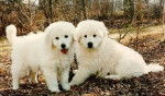 Danny & Lindsay - Kuvasz (4 mois)