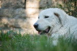 Photo Kuvasz