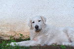 Photo Kuvasz