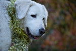 Photo Kuvasz