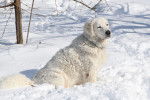Un Kuvasz blanc assis au milieu de la neige en montagne