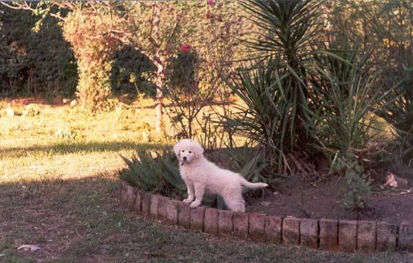 Lindsay - Kuvasz (4 mois)