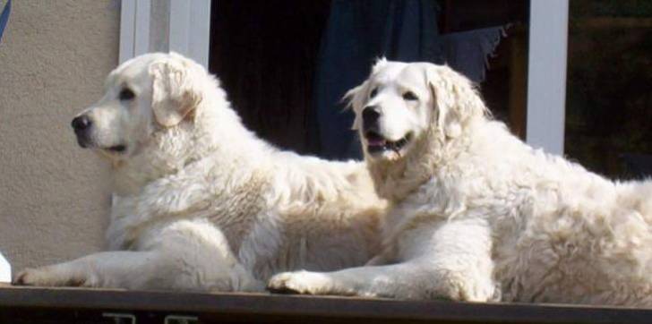 Photo Kuvasz