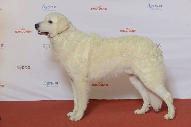 Photo Kuvasz