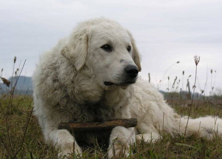 Kan - Kuvasz Mâle