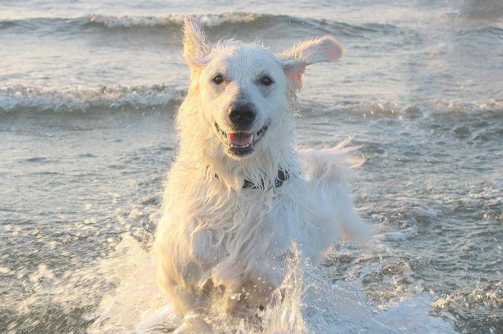 Photo Kuvasz