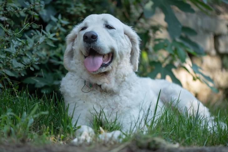 Photo Kuvasz