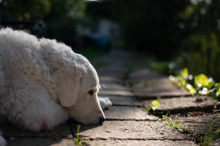 Photo Kuvasz