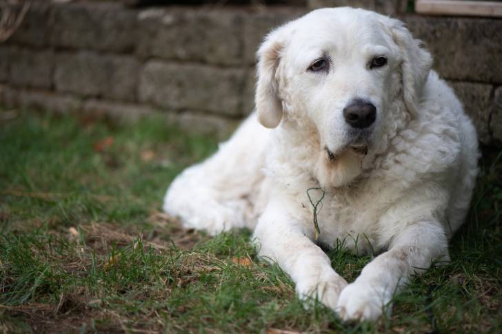 Photo Kuvasz