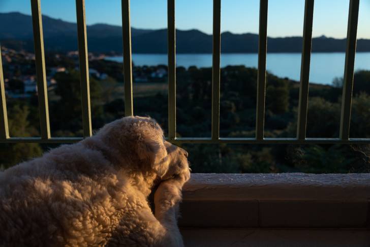 Photo Kuvasz