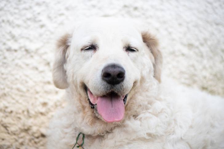 Photo Kuvasz