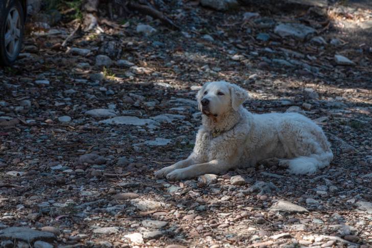 Photo Kuvasz