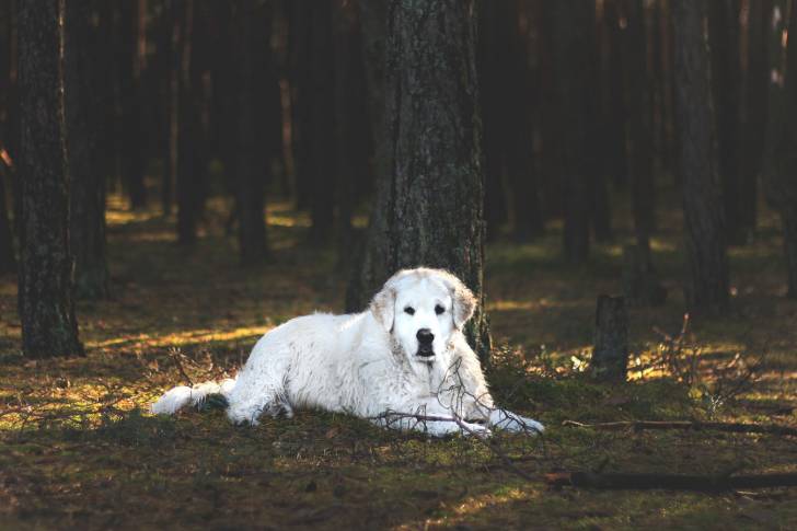 Photo Kuvasz