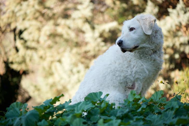 Photo Kuvasz