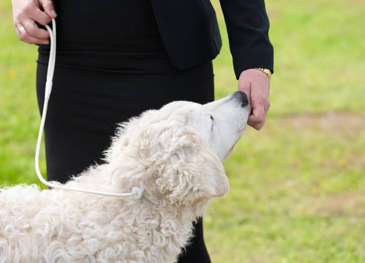 Photo Kuvasz