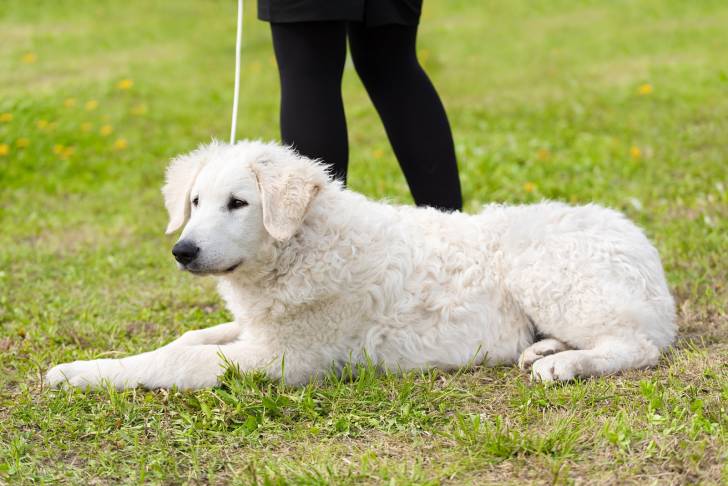 Photo Kuvasz