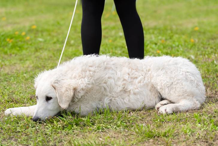 Photo Kuvasz