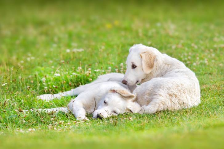 Photo Kuvasz