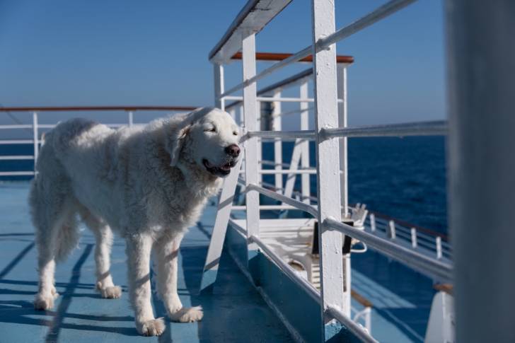 Photo Kuvasz