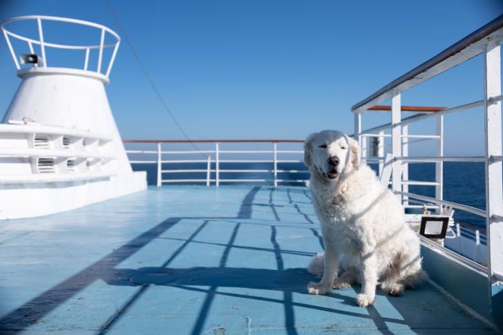 Photo Kuvasz