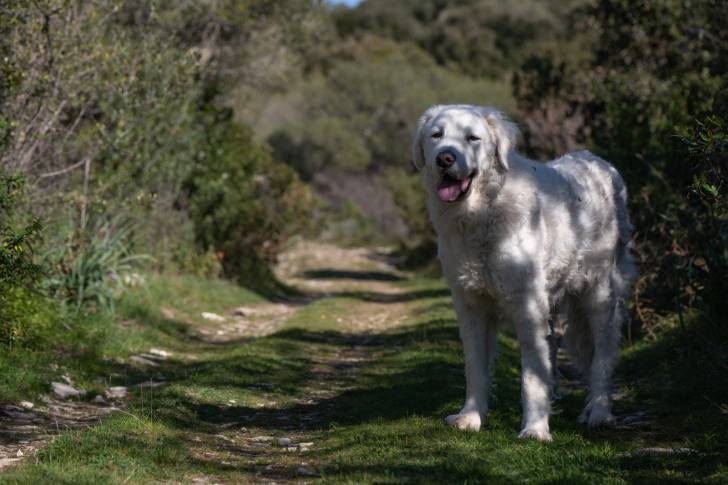 Photo Kuvasz