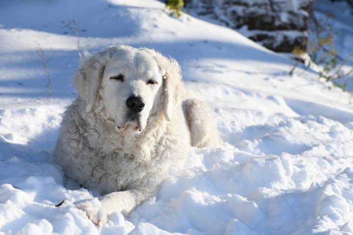 Photo Kuvasz