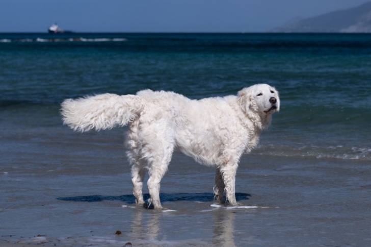Photo Kuvasz