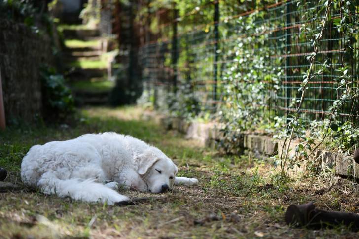 Photo Kuvasz