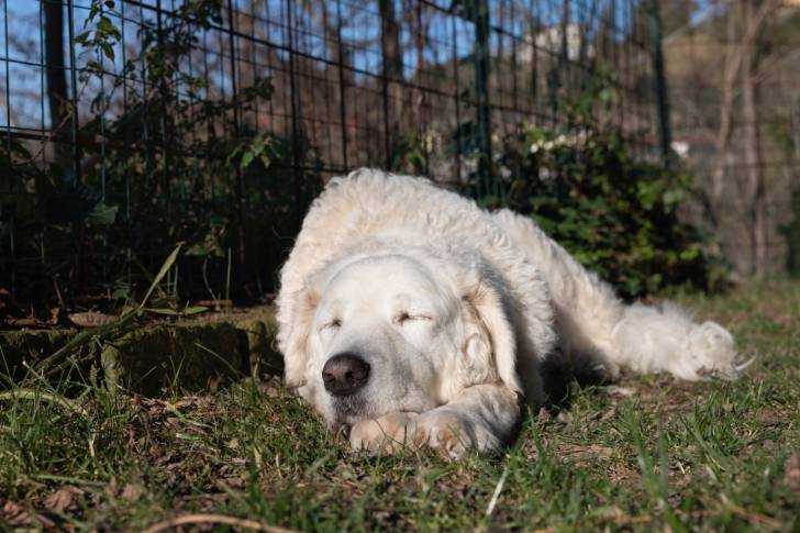 Photo Kuvasz