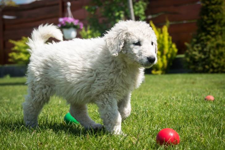 Photo Kuvasz