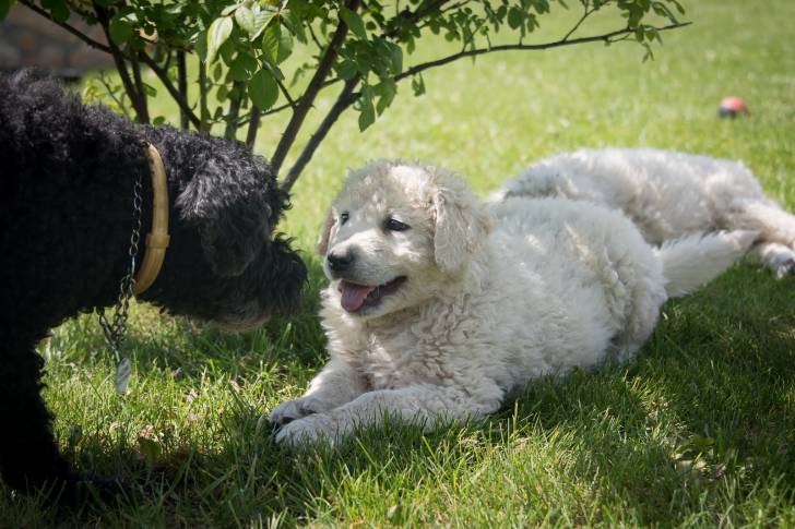 Photo Kuvasz