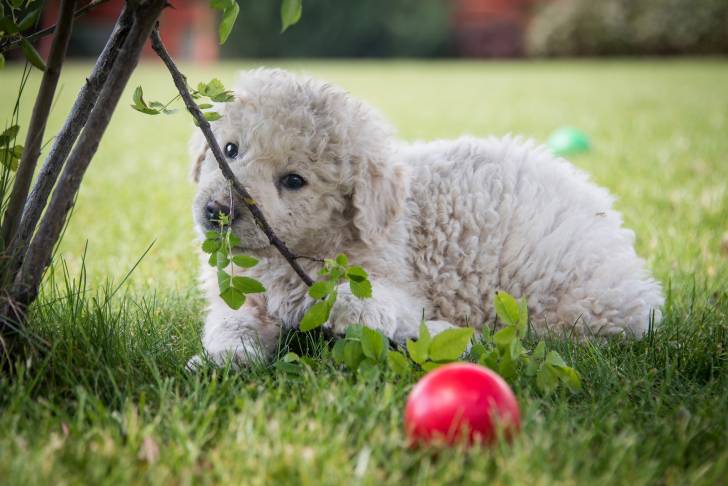 Photo Kuvasz