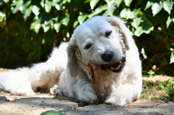 Photo Kuvasz