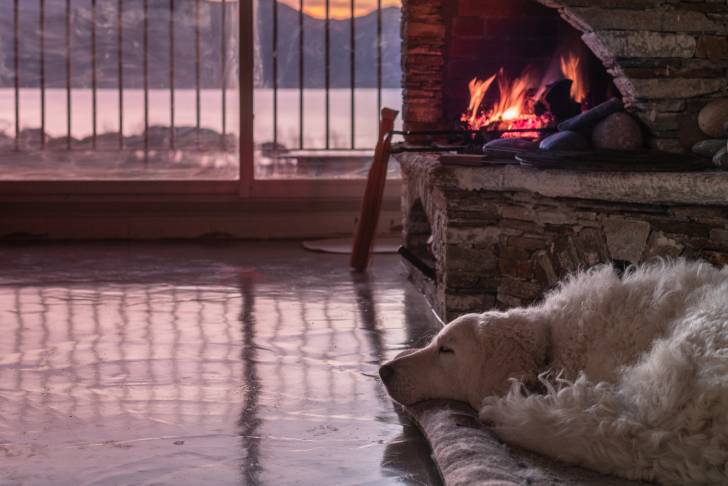 Photo Kuvasz