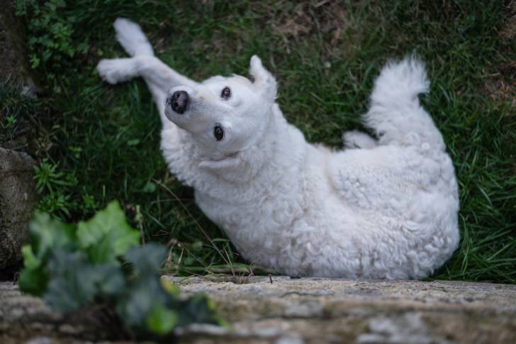 Photo Kuvasz