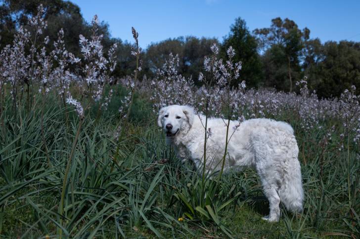 Photo Kuvasz