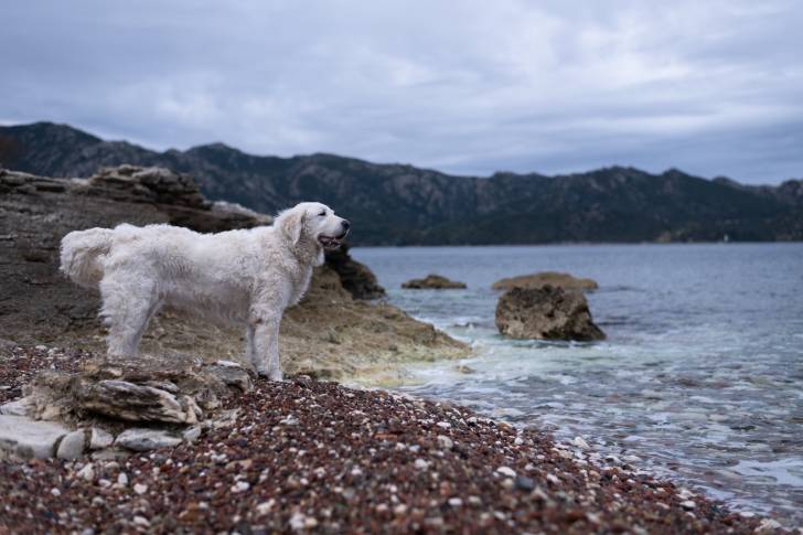 Photo Kuvasz