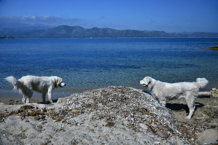 Photo Kuvasz
