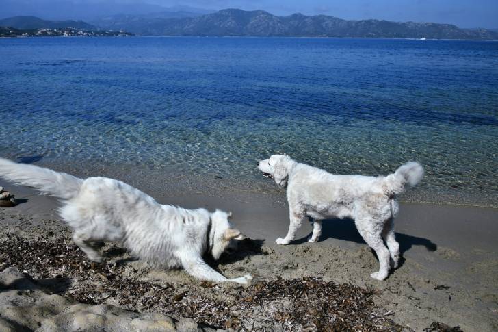 Photo Kuvasz