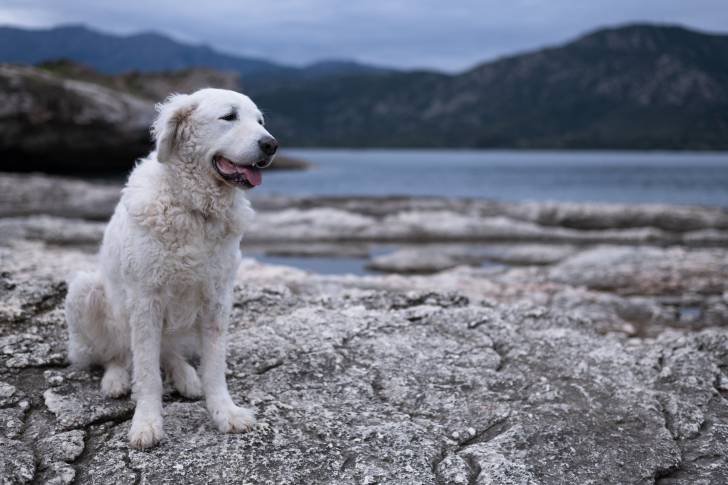 Photo Kuvasz
