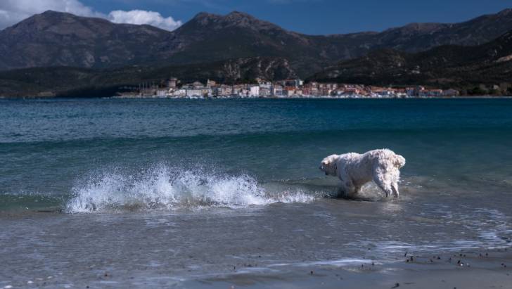 Photo Kuvasz