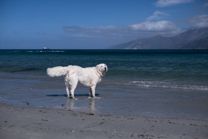 Photo Kuvasz