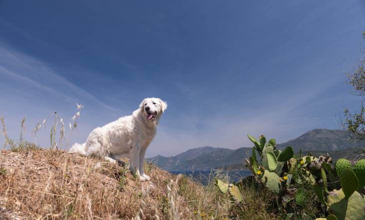 Photo Kuvasz