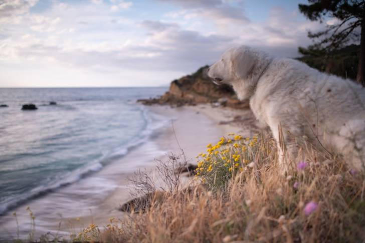 Photo Kuvasz