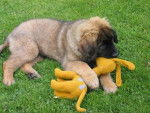 un chiot Leonberg qui s'amuse